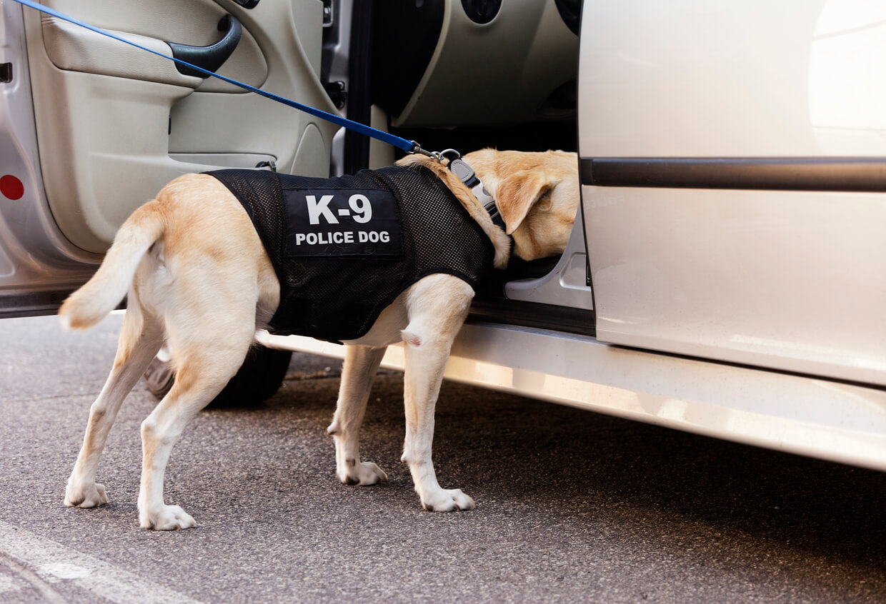 dog sniffing out drugs in car